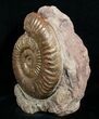 Grammoceras Ammonite - France #4335-1